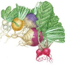 All About Growing Turnips And Rutabagas Mother Earth News Growing Turnips Turnip Rutabaga