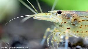 Amano Shrimp Care Feeding Algae Eating Size Video Amano Shrimp Shrimp Fish Pet