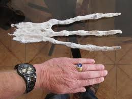 Résultat de recherche d'images pour "Entire Alien Family Unearthed In Nazca, Peru."