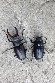 Stag Beetle Facts People S Trust For Endangered Species