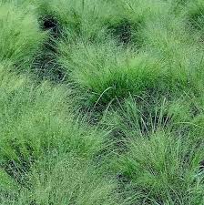 Image result for Eragrostis homblei