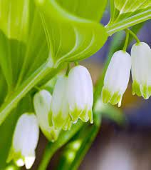 Check spelling or type a new query. 12 Amazing Benefits Of Solomon S Seal For Skin Hair And Health Solomons Seal Medicinal Wild Plants Plant Magic