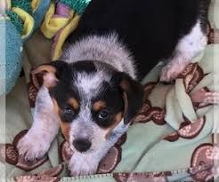If you would like to reserve a cowboy corgi puppy from one of my next litters let me know. View Ad Cowboy Corgi Litter Of Puppies For Sale Near Oregon Mulino Usa Adn 152546