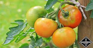 Image result for tomato seedling fusarium wilt