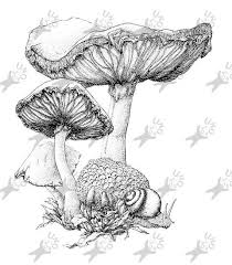 Black And White Mushroom Drawing Mushrooms Picture Vintage Image Instant Download Digital Etsy In 2020 Mushroom Art Art Drawings Drawings