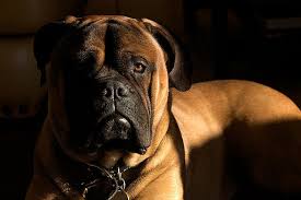Most Dangerous Dog Breeds