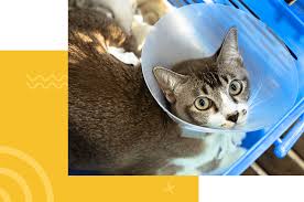 Other services include feline leukemia (felv) vaccine for $25, felv/fiv combo test for $25 and microchip for $25. Colonial Animal Hospital Low Cost Spay Neuter Fort Myers Lehigh Acres