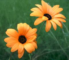 Image result for Dimorphotheca