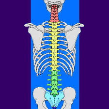 In this article, we look at the structure and function of this bone and the injuries that can affect it. Spine Diagram
