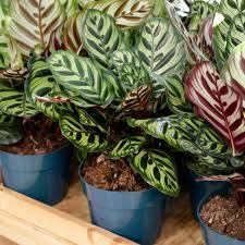 Image result for calathea