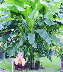 35 reizend bananenbaum im garten inspirierend. Winterharte Banane Grun 1a Qualitat Kaufen Baldur Garten
