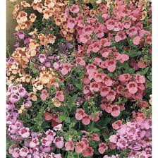 Image result for Diascia