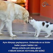 Dost Patiler (@dosttpatiler) • Instagram photos and videos