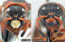 Their abdomens are in the typical black and yellow pattern. Red And Black Mason Wasp
