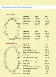 Tooth Eruption Chart How Is Your Child Progressing