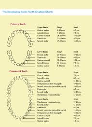 tooth eruption chart how is your child progressing