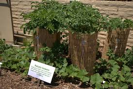 Une culture facile à mener à bien et une qualité gastronomique indéniable ! La Tour A Pomme De Terre Comment Faire Blog Oleomac