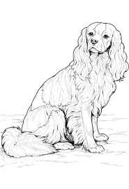 Dog Coloring Pages By Yuckles Dog Coloring Page Horse Coloring Pages Cat Coloring Page Birds, butterflies, dinosaur sheets, puppies, fish, flower coloring sheets, frogs, farm and zoo animal coloring sheets, along with the printable puppy coloring sheets, are just a few of the many coloring sheets, pages and puppy pictures in this section.