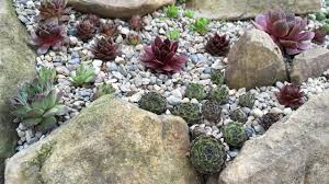Outdoor succulent plants can be grown and used successfully in many ways Building Succulent Rock Garden Sempervivum Orostachys Sedum Cold Hardy Plants 2020 Youtube