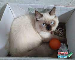 Harga kucing himalaya ⭐anakan jantan betina dan berbagai macam jenisnya mulai dari harga yang termurah hingga harga yang termahal. Dijual Kucing Himalayan Murah Terpercaya Hewandijual Com