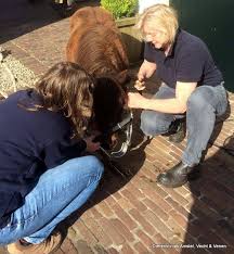 Dierenarts Ellen Go-Colijn behandeld pony Beertje aan haar gebit,  assistente Sandra was mee om te assisteren (maar natuurlijk ook voor de  gezelligheid) Beertje had haken op de voorste kiezen die, na behandeling,