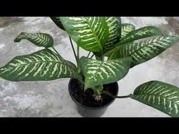 Dieffenbachia Or Dumb Cane A Poisonous Plant Youtube Szobanovenyek