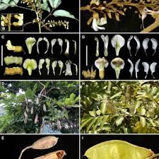 Image result for Millettia makondensis