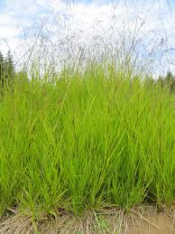 Image result for Glyceria