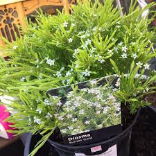 Coleonema Pulchrum Sunset Gold Syn Diosma Ericoides Sunset Gold Diosma Sunset Gold Uploaded By Janric