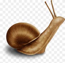 Use this tool to create arc shapes, and circular and symmetrical curves quickly, without manipulating nodes. Escargot Coreldraw Cute Little Snail Animals Color Snails And Slugs Png Pngwing
