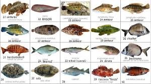 Poissons Mediterraneens Poisson Mediterranee Plats Cuisines
