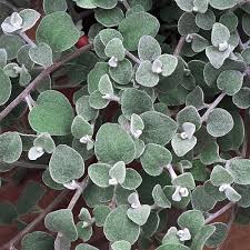 92 free images of licorice plant. 3 5 In Everlasting Flowers Licorice Plant 2439 The Home Depot