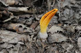 Image result for Pseudocolus schellenbergiae