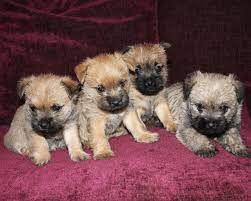 Pictures Of Cairn Terrier Puppies Google Search Cairn Terrier Puppies Terrier Puppies Cairn Terrier