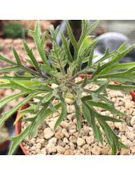 Image result for Cyphostemma montanum