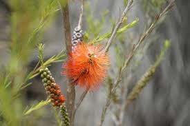 Image result for Melaleuca lateritia