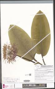 Image result for Scadoxus cinnabarinus