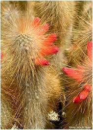 These spines grow long, looking like the shaggy hair of an old man. The Huntington Botanical Gardens Presents The 2017 Offering Of The International Iuccculent Introductions