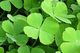 Image result for Marsilea minuta