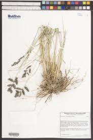 Image result for Eragrostis echinochloidea