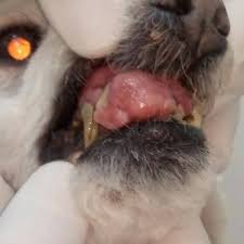 Epulis Kedi Ve Kopeklerde Dis Eti Candy Veteriner Klinigi