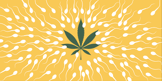 Below in the related videos section. Does Weed Lower Sperm Count New Study Finds Marijuana Smokers Have Higher Sperm Count