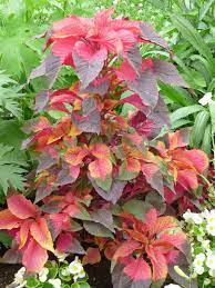 delire colore avec l amarante fournaise paris cote jardin amarante fournaise colore