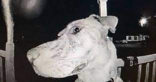 Family couldn't imagine who was ringing doorbell at 3 am, turns out it was  their missing dog