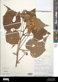 Image result for Dombeya acutangula