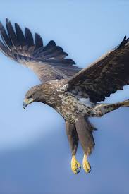 Birds In My Area Now I Would Like Wings Of My Own Now Nature Birds Interesting Animals Bald Eagle