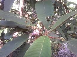 Image result for Ternstroemia polypetala