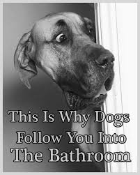 This Is Why Dogs Follow You Into The Bathroom I Never Knew This In 2020 Funny Animal Pictures Funny Dogs Dogs