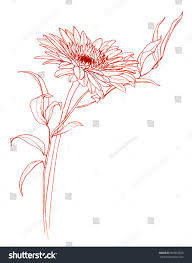 This will become the flower's stem. Gerbera Daisy Flower Cut Flowers Hand Pencil Royalty Free Stock Photo 393953026 Avopix Com
