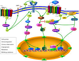 Prostaglandin e 2 (pge2), also known as dinoprostone, is a naturally occurring prostaglandin with oxytocic properties that is used as a medication. Prostaglandin Ep2 Receptor Novel Therapeutic Target For Human Cancers Review